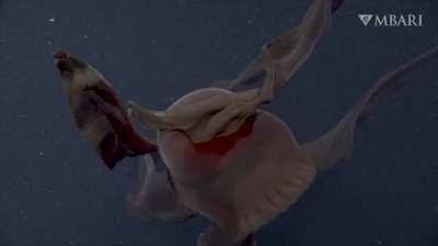 An extraordinary deep-sea sighting- The giant phantom jelly