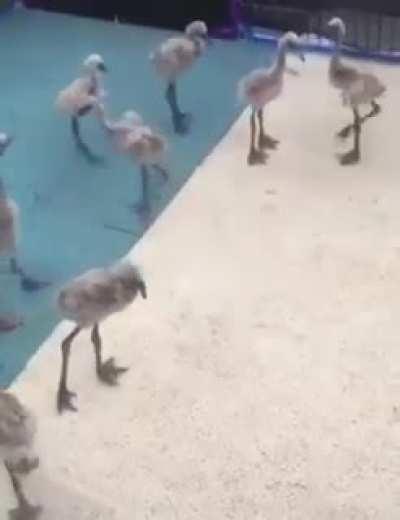 Little Flamingos
