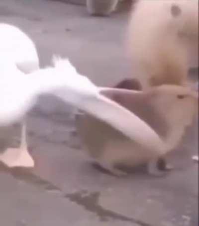 Anyone know the name of the song