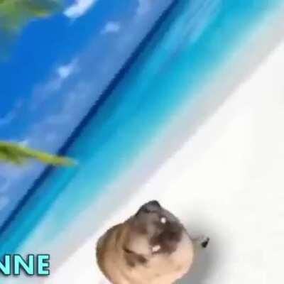 Its not monke, but this pug is vibin