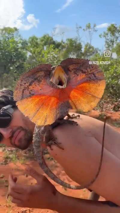 French tourists encounter a frill neck lizard in the Australian Outback.