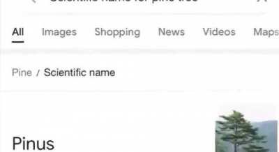 Dobabi tree no way 😱