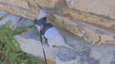 She enjoyed our walk until we reached this wall... not sure how she was feeling here