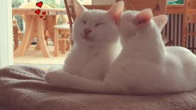 Our two siblings. Resting from chasing leaves through the living room. :)
