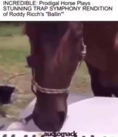 i put the new horseshoes on the