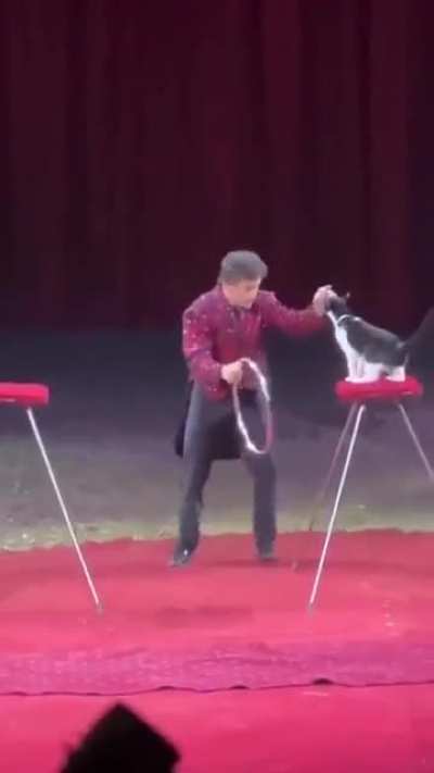 Cats are a different breed altogether 😭🤣🤣