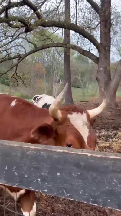 Pig’s friends were super concerned while he was getting medical treatment 💔