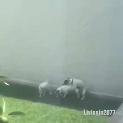 Doogie Group Secksy Secks