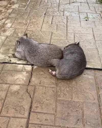 Wombat silliness with best friends Barney and Elsie at ACT Wildlife in Australia