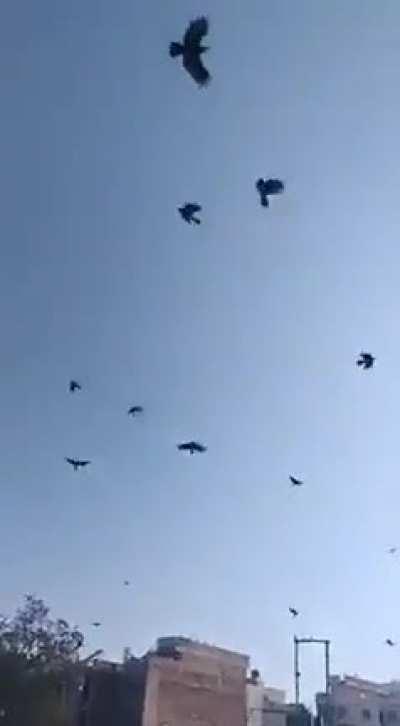 kaua briyani , first step : -=