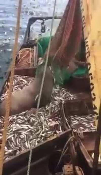 That's a huge catch!