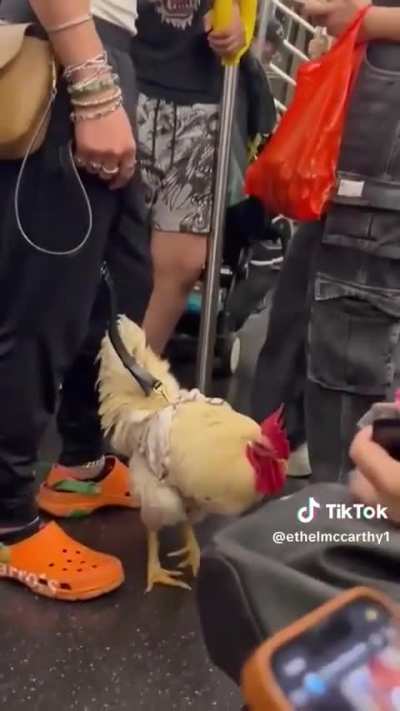 blursed_NYC subway