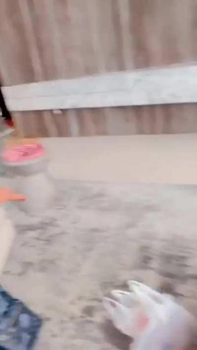 absoluteunit - Video #5501