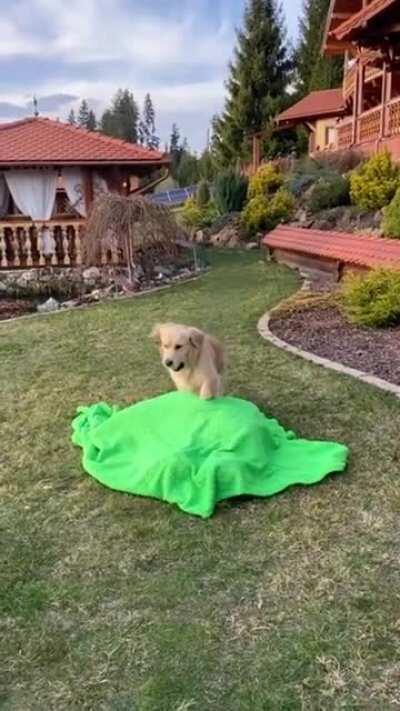 It's a good thing he's cute!