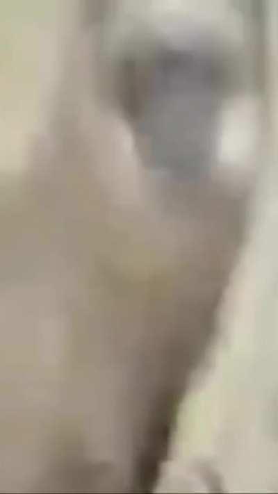 The deer just stood there after the shot.