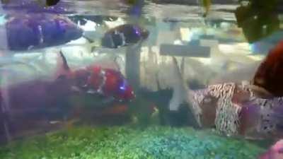 Life like Robotic Fish in Japan
