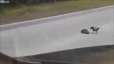 Bird guiding hedgehog with crossing the road