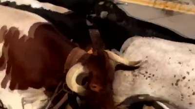 Bull 1, Morons 0 (Pt2)