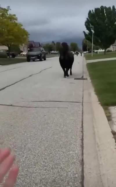Woman tries to stop a cow by calming it and it hits her anyways 