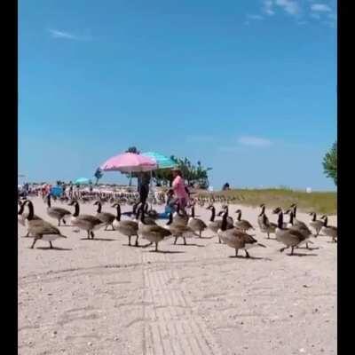 Brothers! Let the invasion begin!!