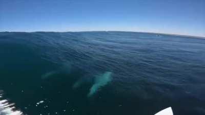 HMRB I am going surfing with dolphins