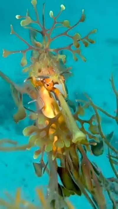 Aqatious, The lone traveler, guardian of the drowned souls.