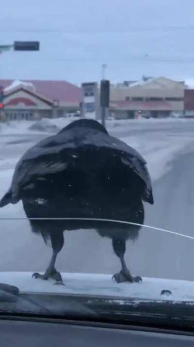 Watch me ride..watch me ride