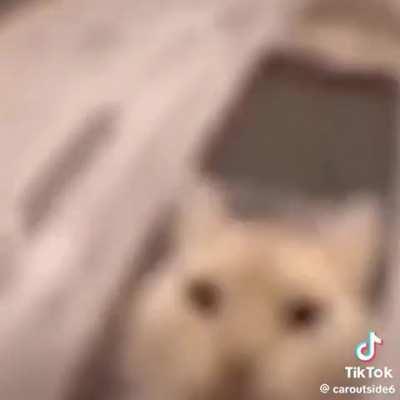 Gatos e felinos hahaha 😹😹😹