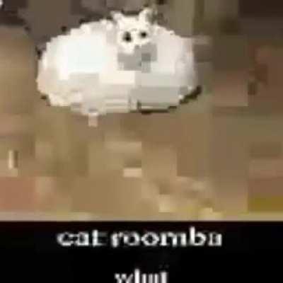 when cat roomba
