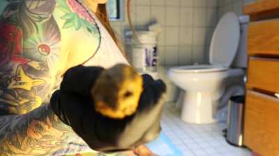 Gassy Girl Race Play Domination Scat addition [f] (oc)