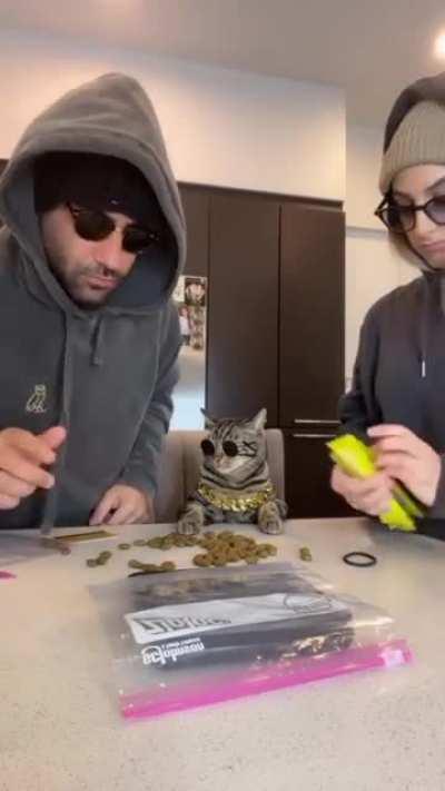 Cat is going down a dark path