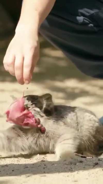 Cat.exe - Resources not available fast enough