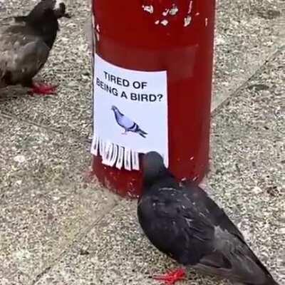 Justice for the birds