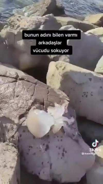 Those jellyfishes have no mercy!