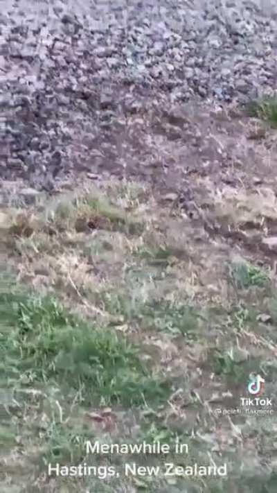 Somehow cleared the fence too!