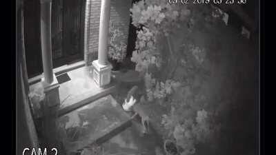 Coyotes ambush a free roaming cat