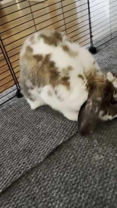 Caught flopsy flopping in 4K