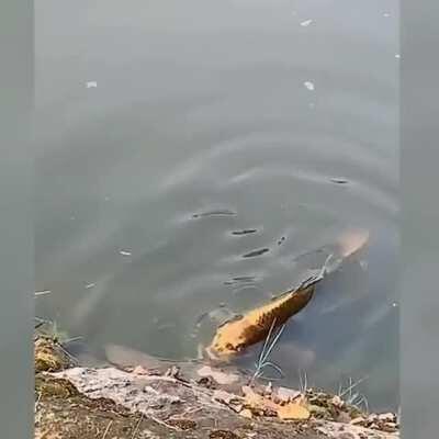 a carp fish with a 