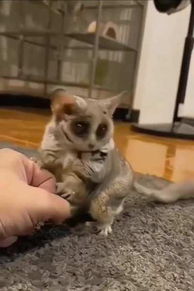 It's a cute...something...