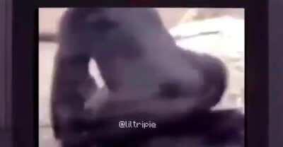 mama apareci en el video del moai