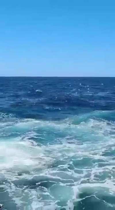 Sydney's first shark death since 1963. Little Bay