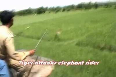 Tiger attack elephant rider