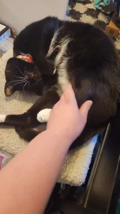 Ghibli is a Chatty Boy 🗣️