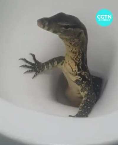 A British tourist filmed a 'Monitor lizard' coming out from his/her toilet bowl in Thailand.