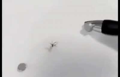 Spider go bye bye