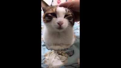 This cat reminded me of a certain Tokino Sora