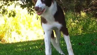 dog enjoying magic mushrooms