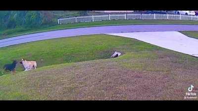 Dog saves his kid from blitz attack