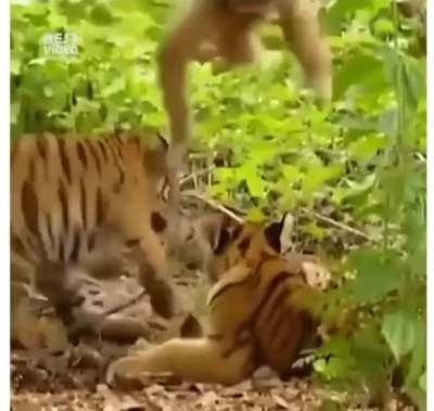 Real king of the jungle