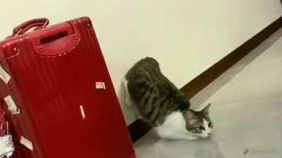 Pog é o gato a jato